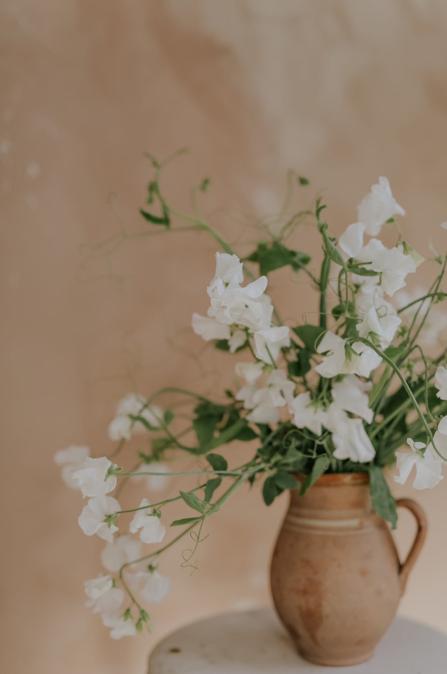 Sweet Pea - Royal Family White