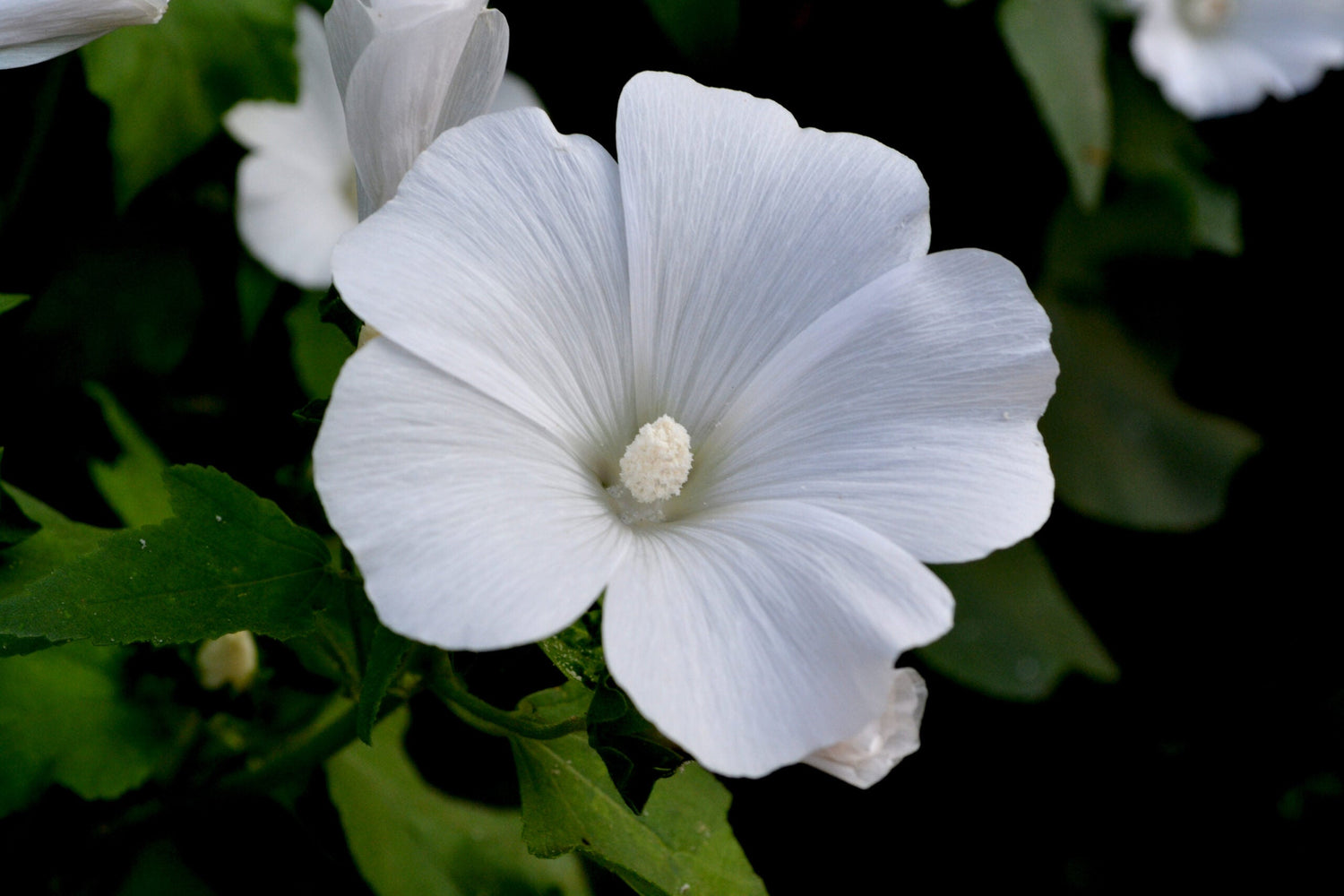 Sommarmalva - Mont Blanc