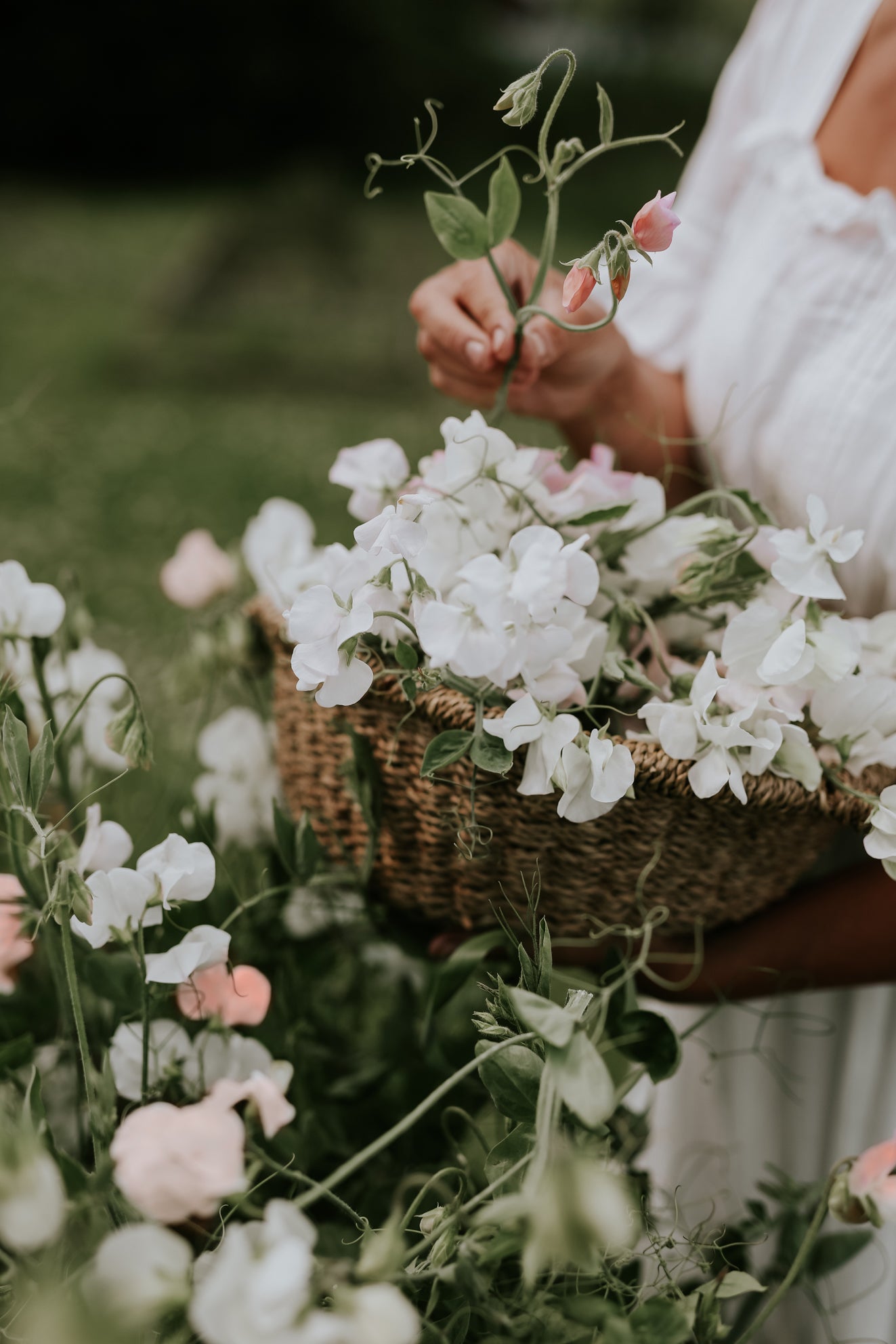 Sweet Pea - Royal Family White