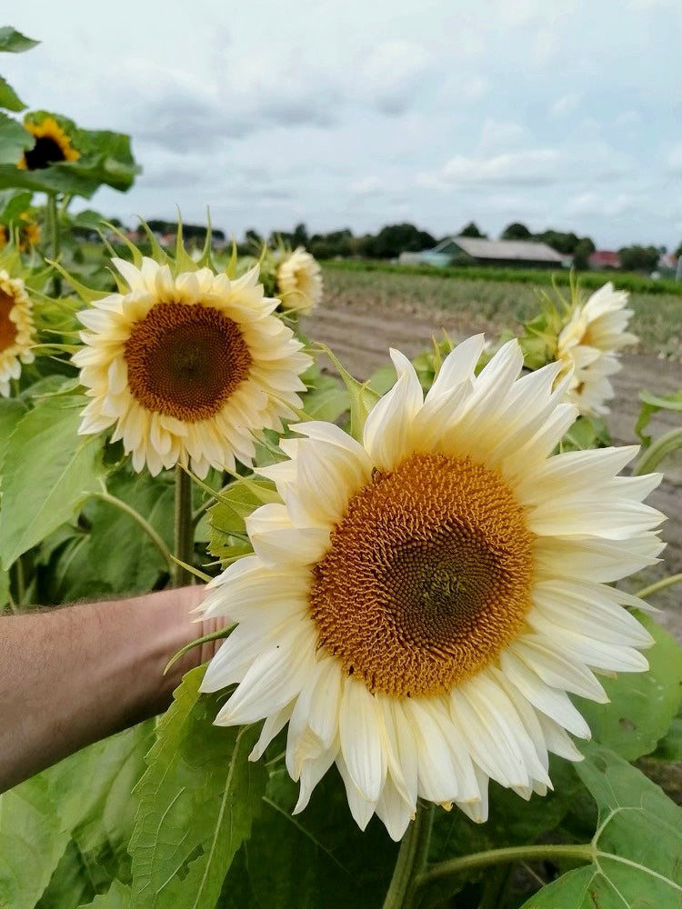 Solros - White Sun F1