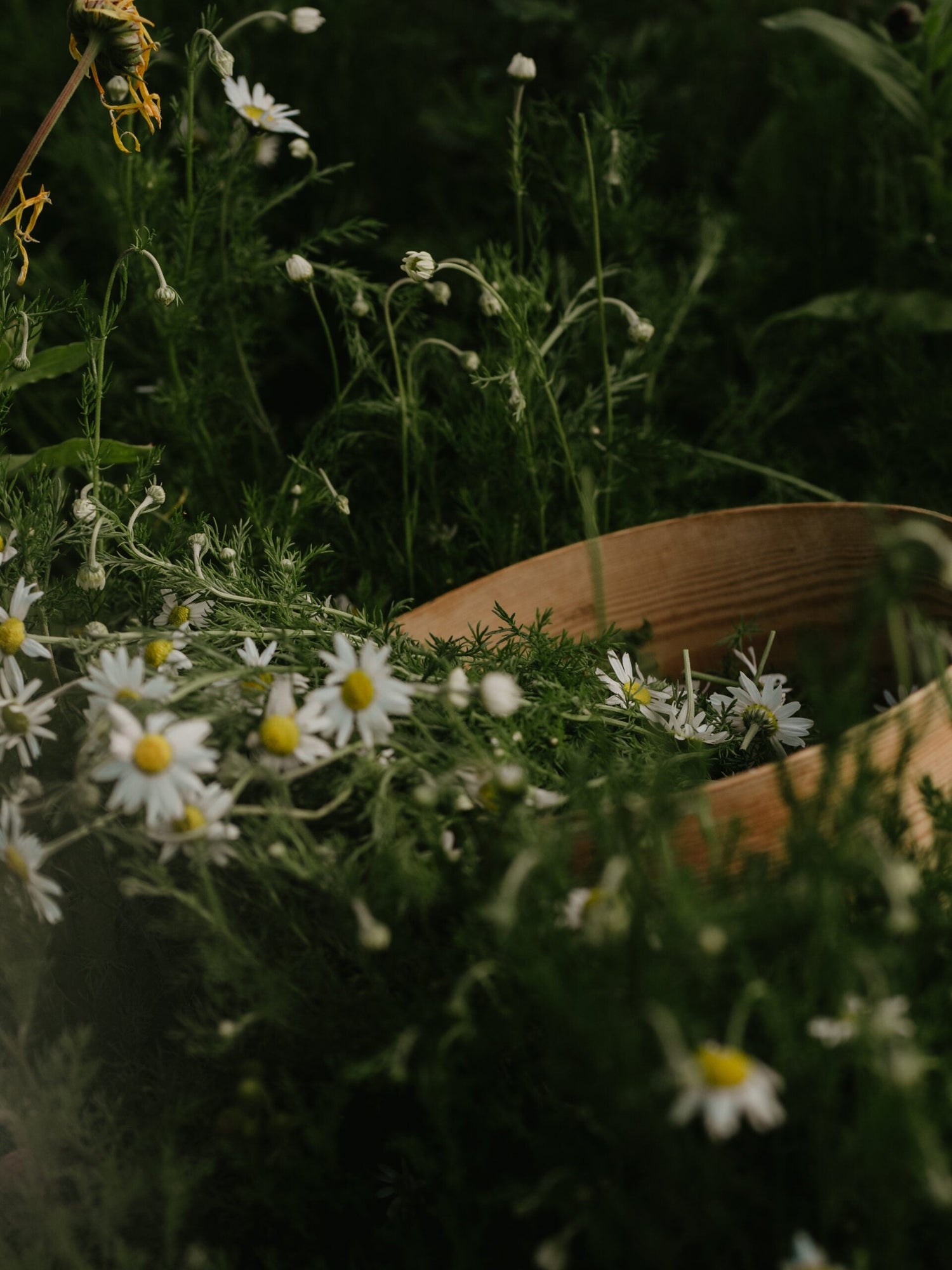 German Chamomile ECO