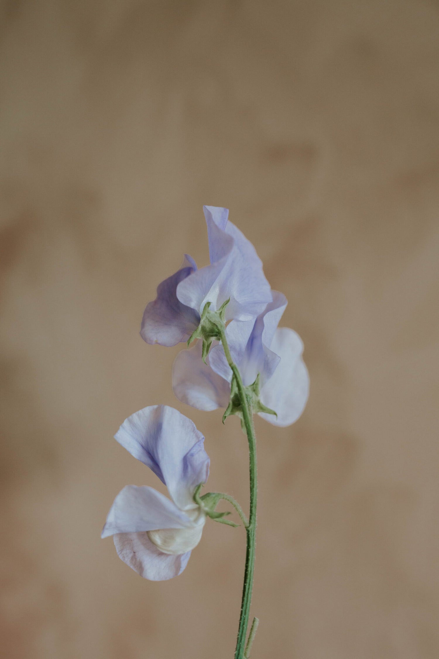 Sweet Pea - High Scent