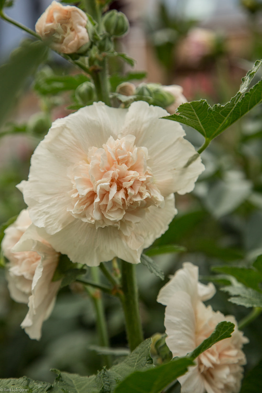 Stockros - Majorette double Champagne