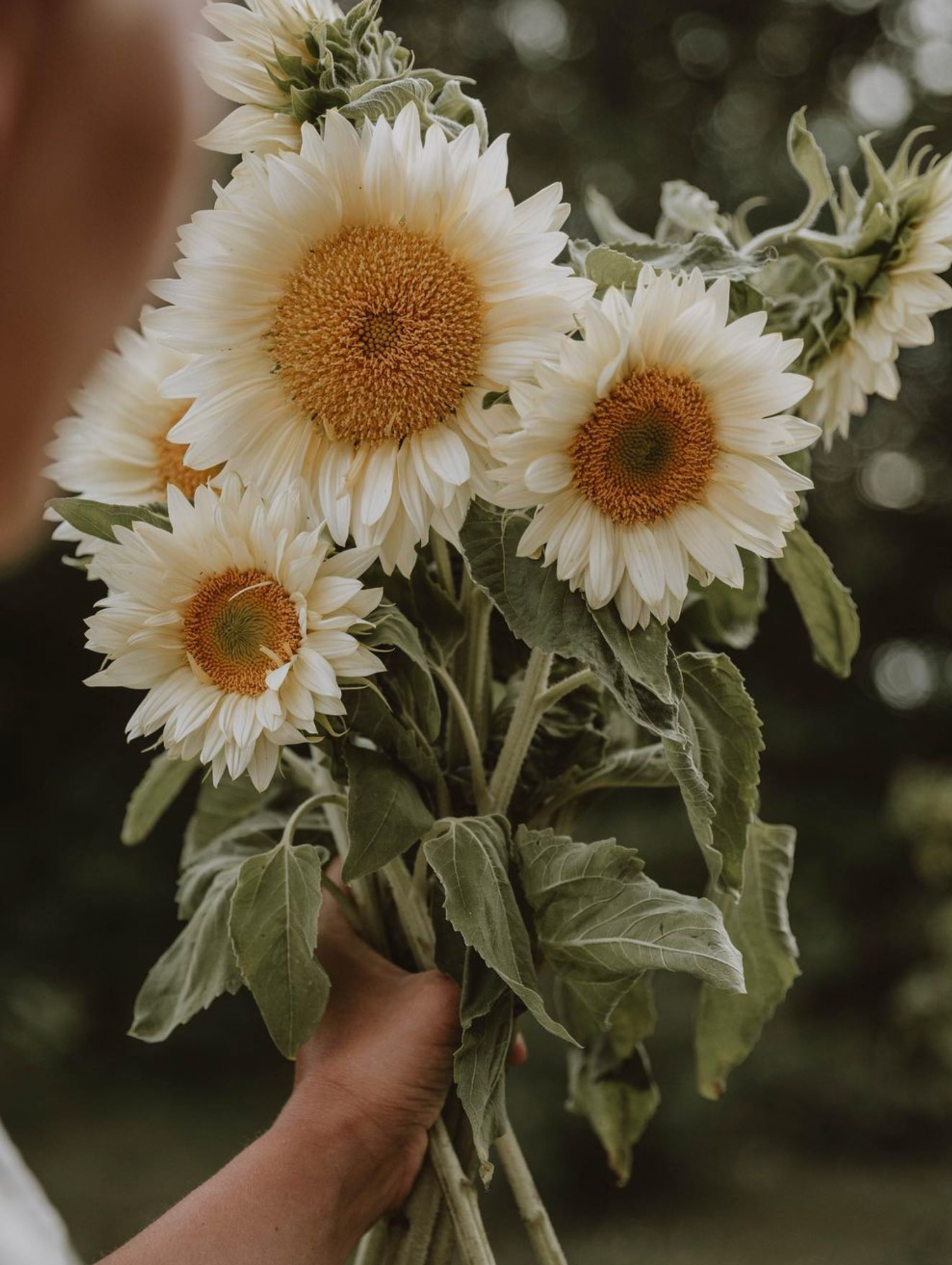 Solros - White Sun F1