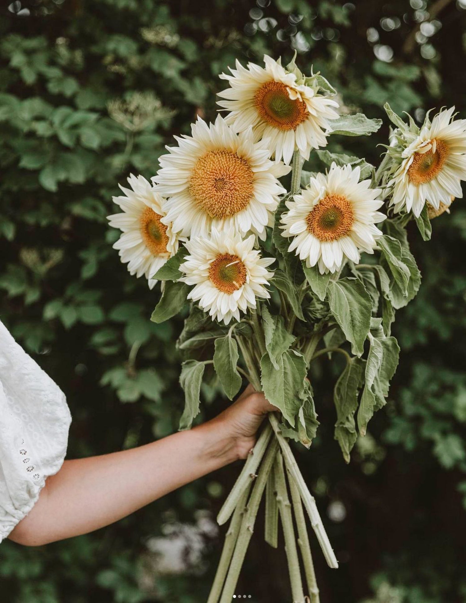 Solros - White Sun F1