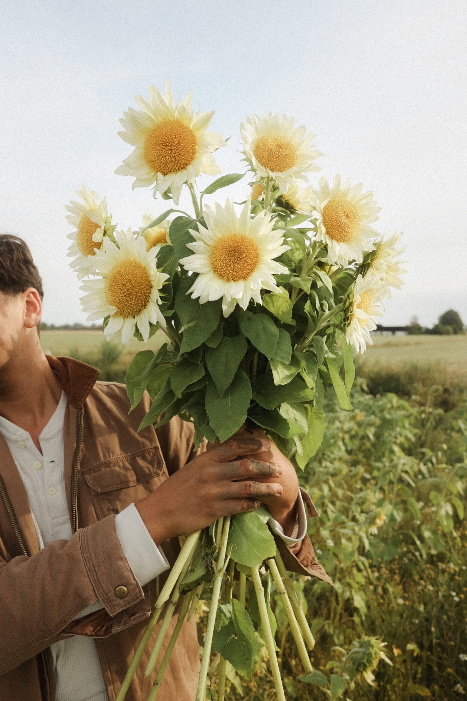 Sunflower - White Sun F1