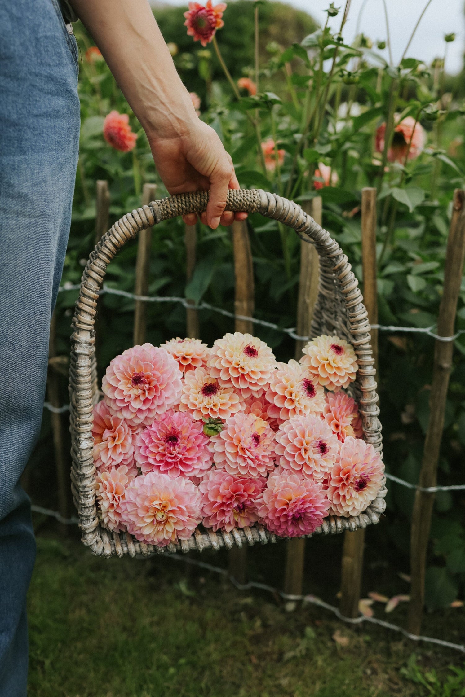 Dahlia - Wine Eyed Jill