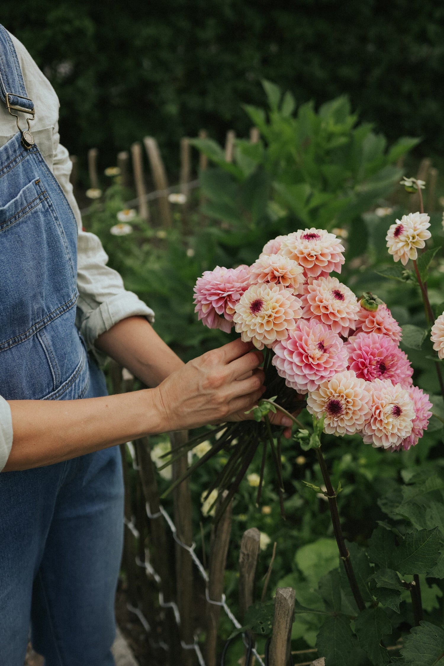 Dahlie - Wine eyed Jill