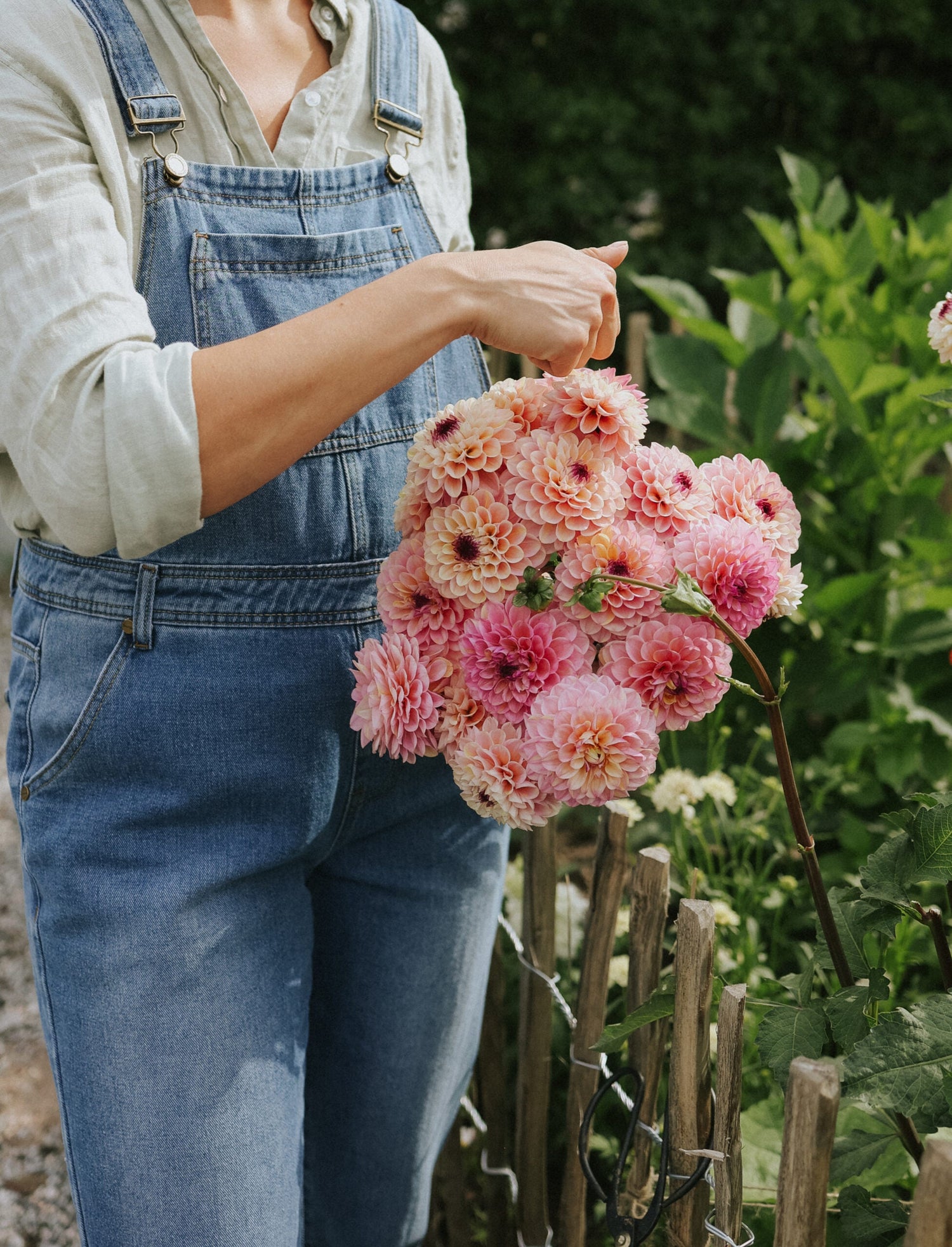 Dahlia - Wine Eyed Jill