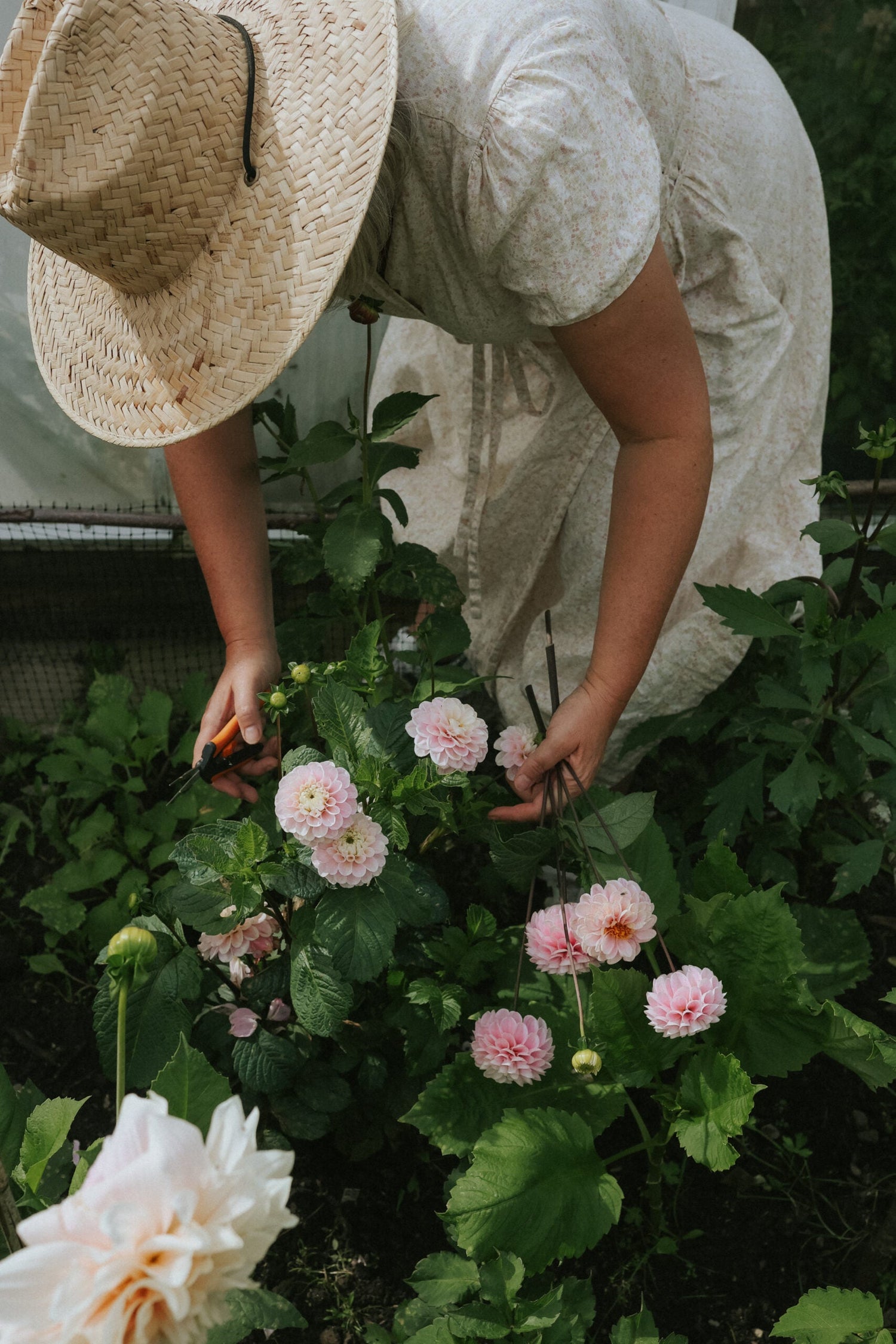 Dahlia - Wizard of Oz