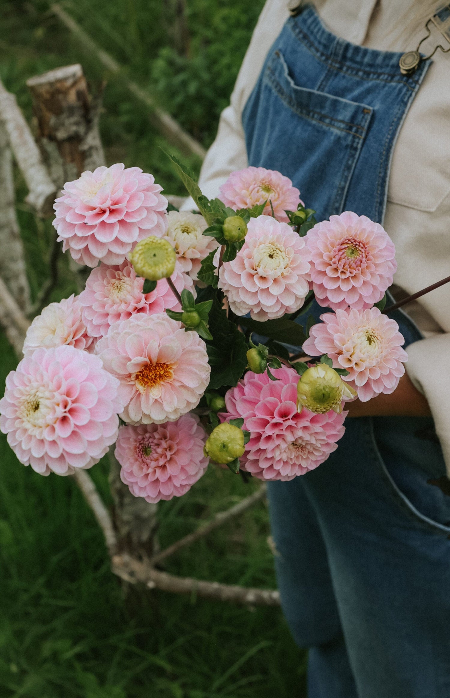 Dahlia - Wizard of Oz