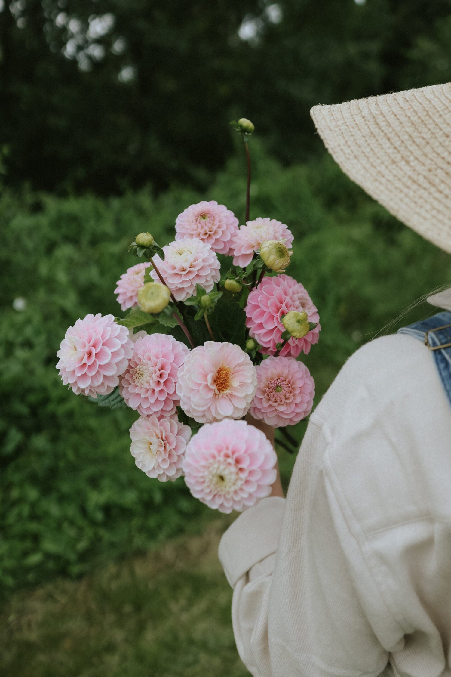 Dahlie - Wizard of Oz