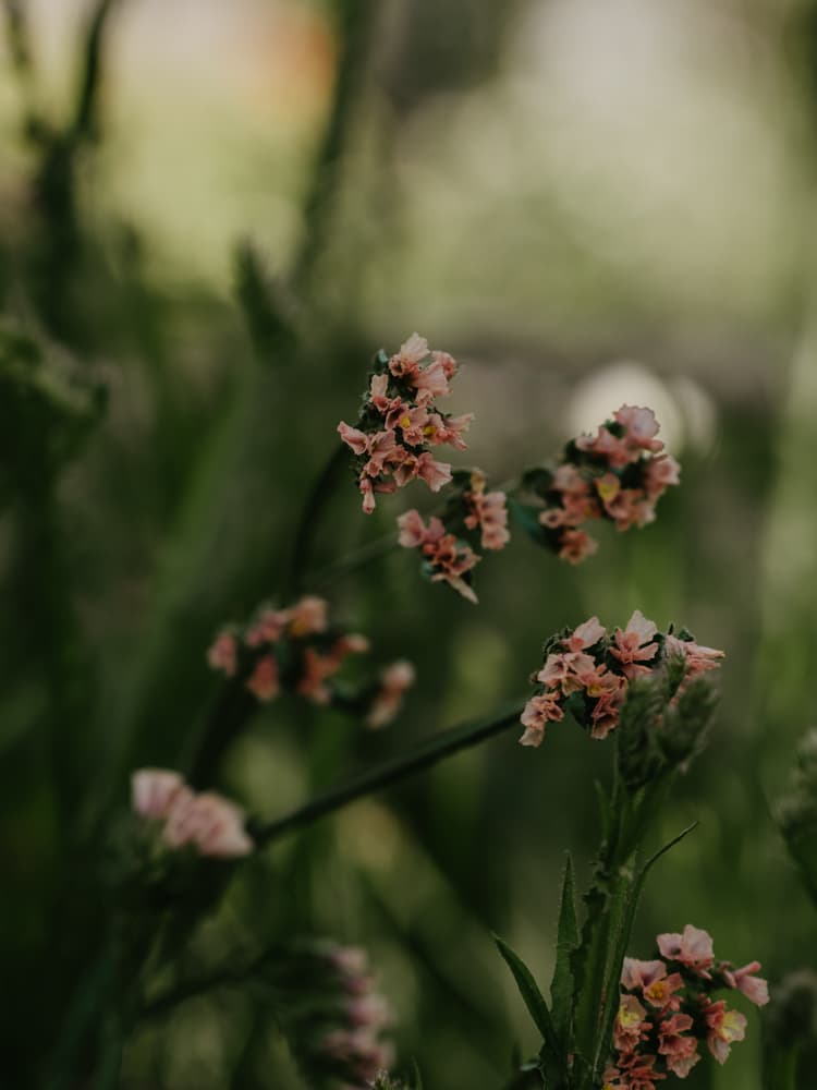 Grow Sea Lavender