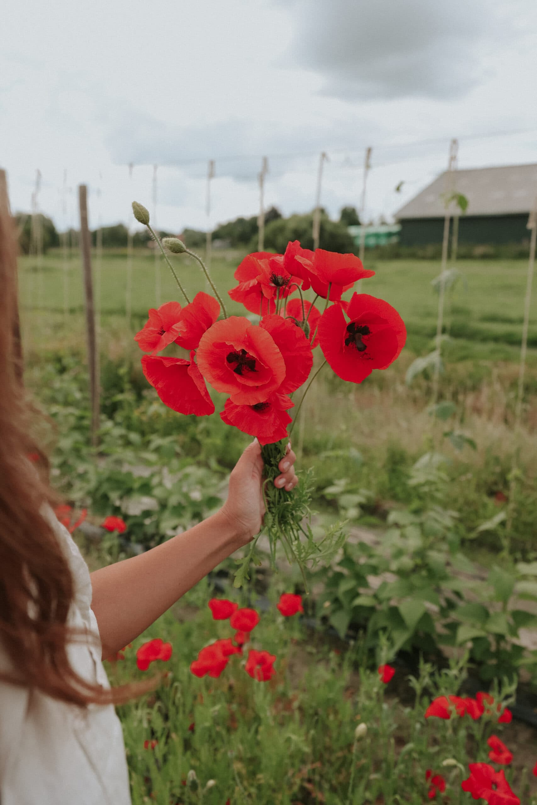 Grow Poppies