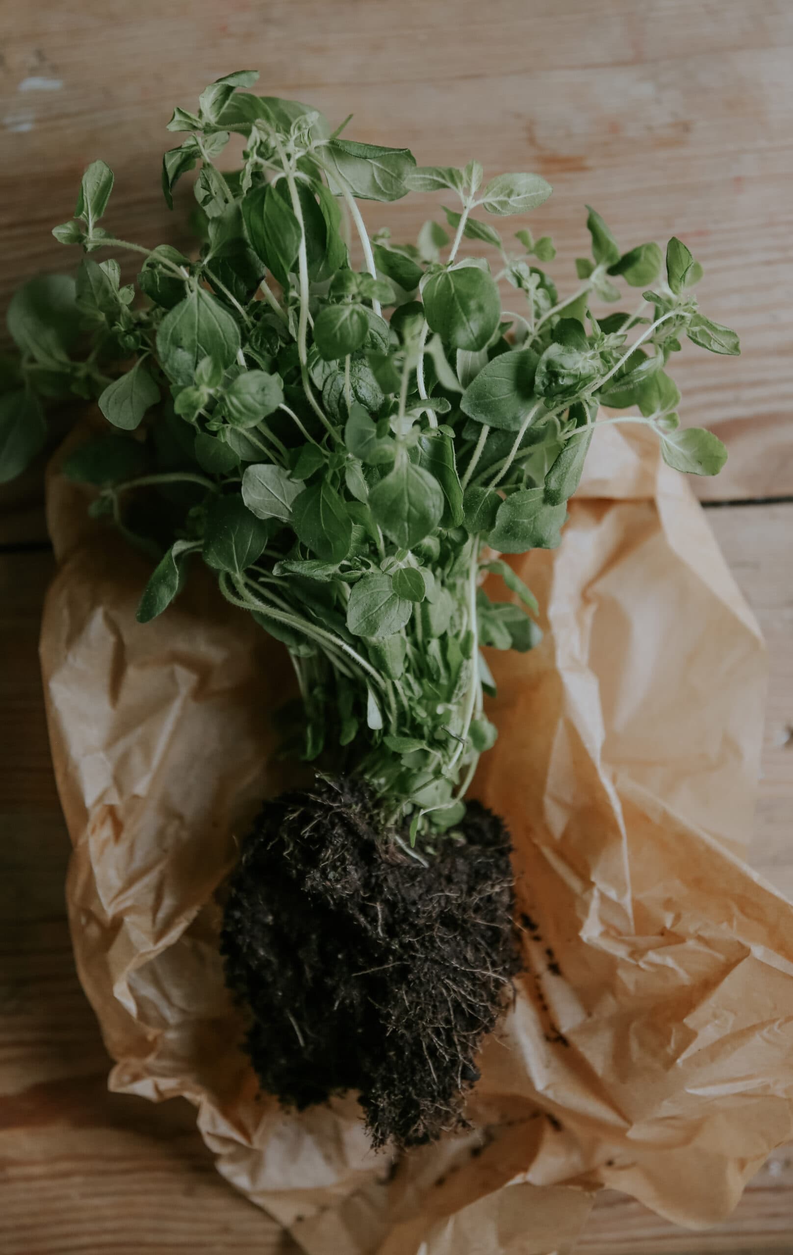 Grow Oregano