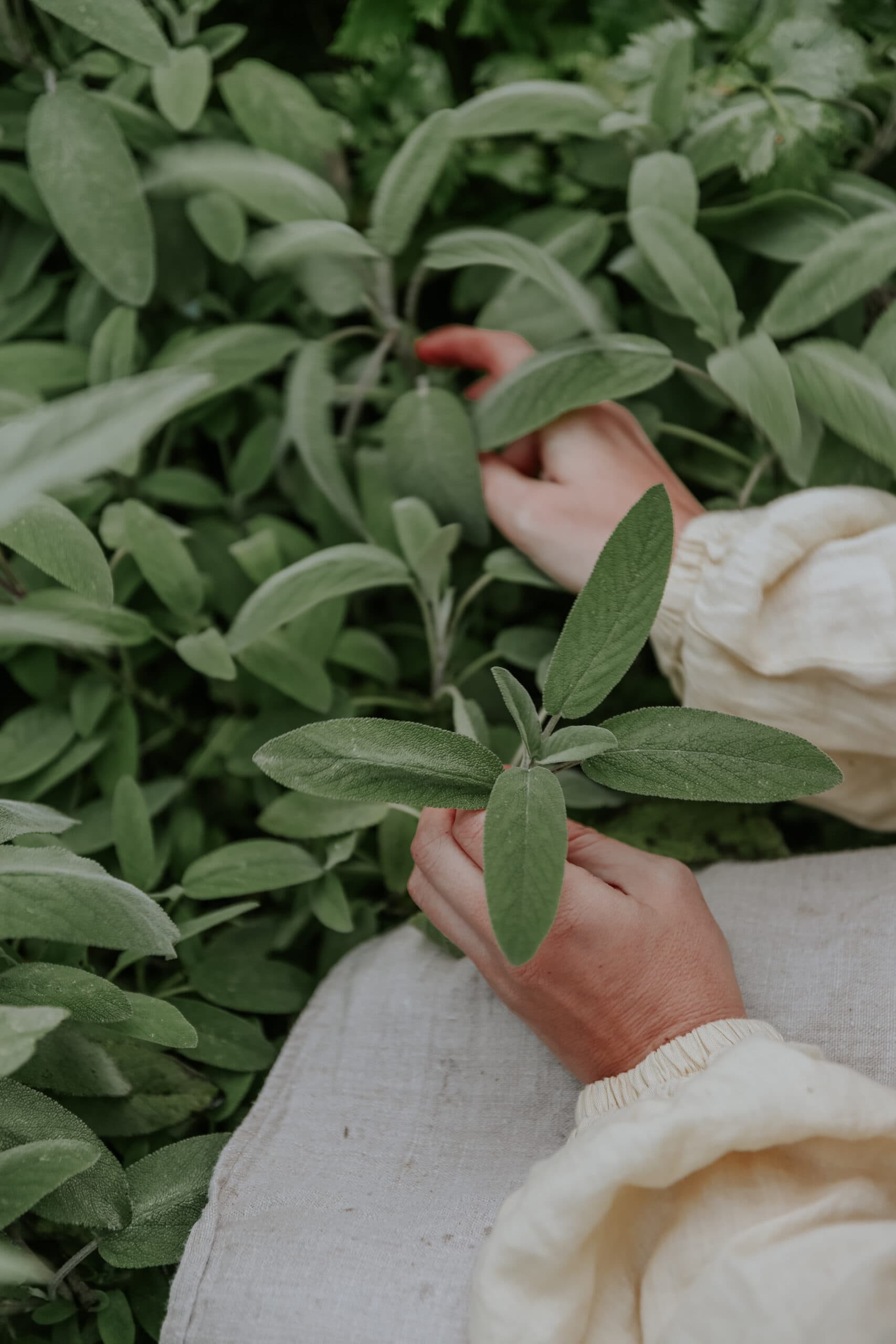 Grow Sage