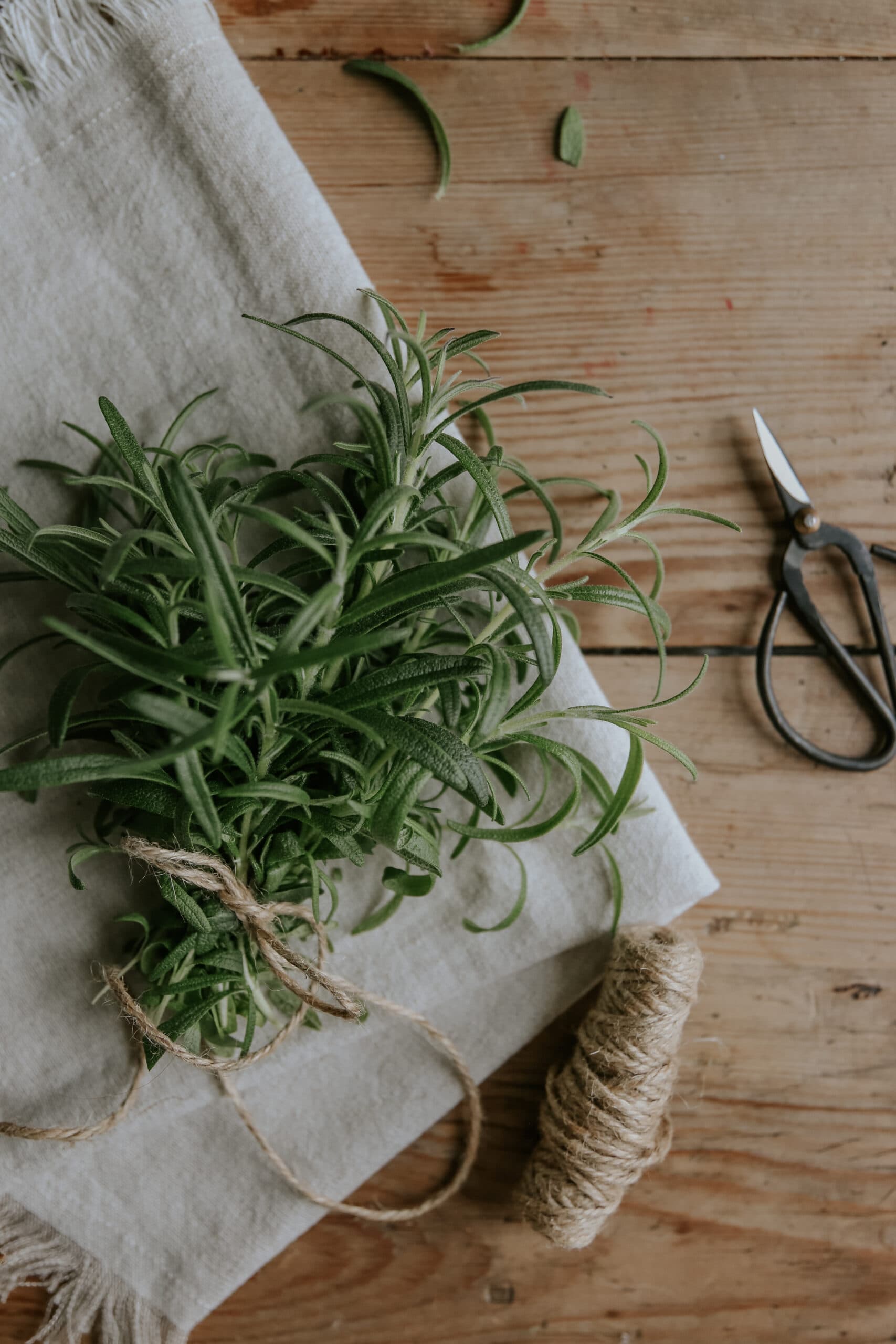 Grow Rosemary