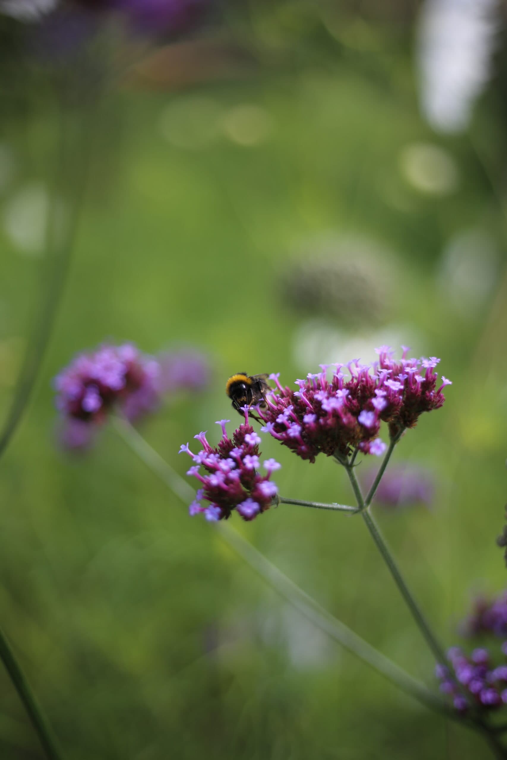 Grow Giant Verbena