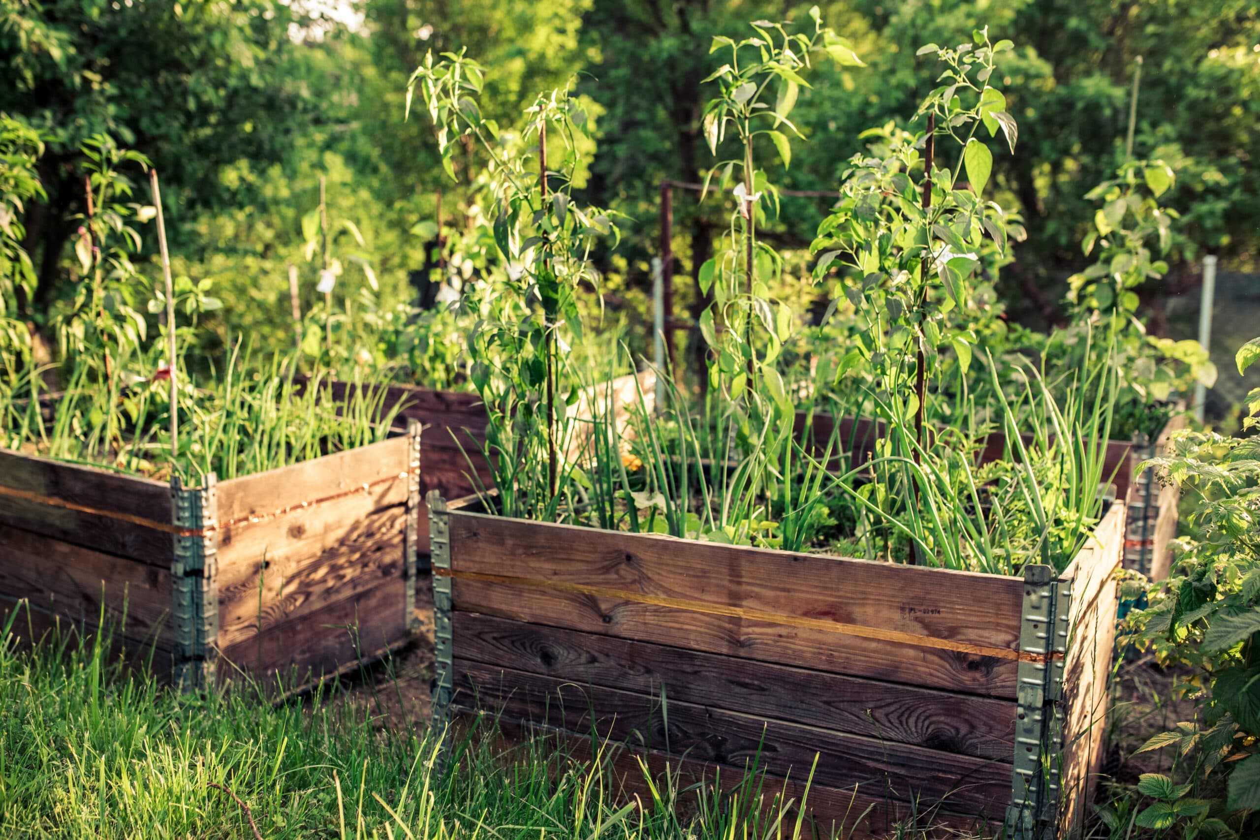 Grow In Pallet Bed