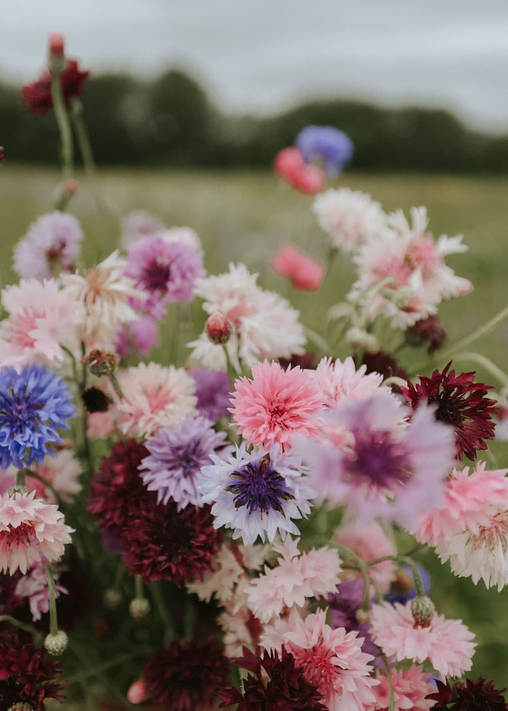 Grow Cornflower