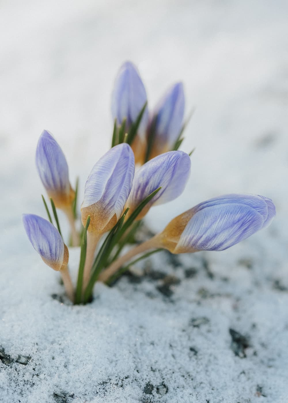 Krokusse anbauen