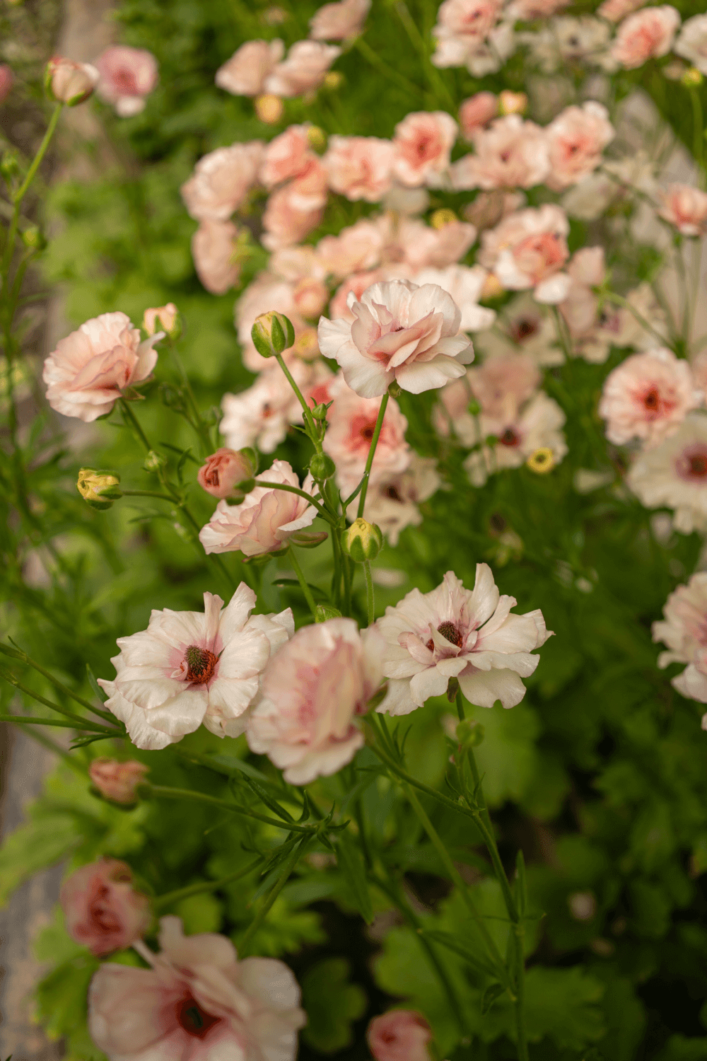 Ranunkeln & Anemonen anbauen