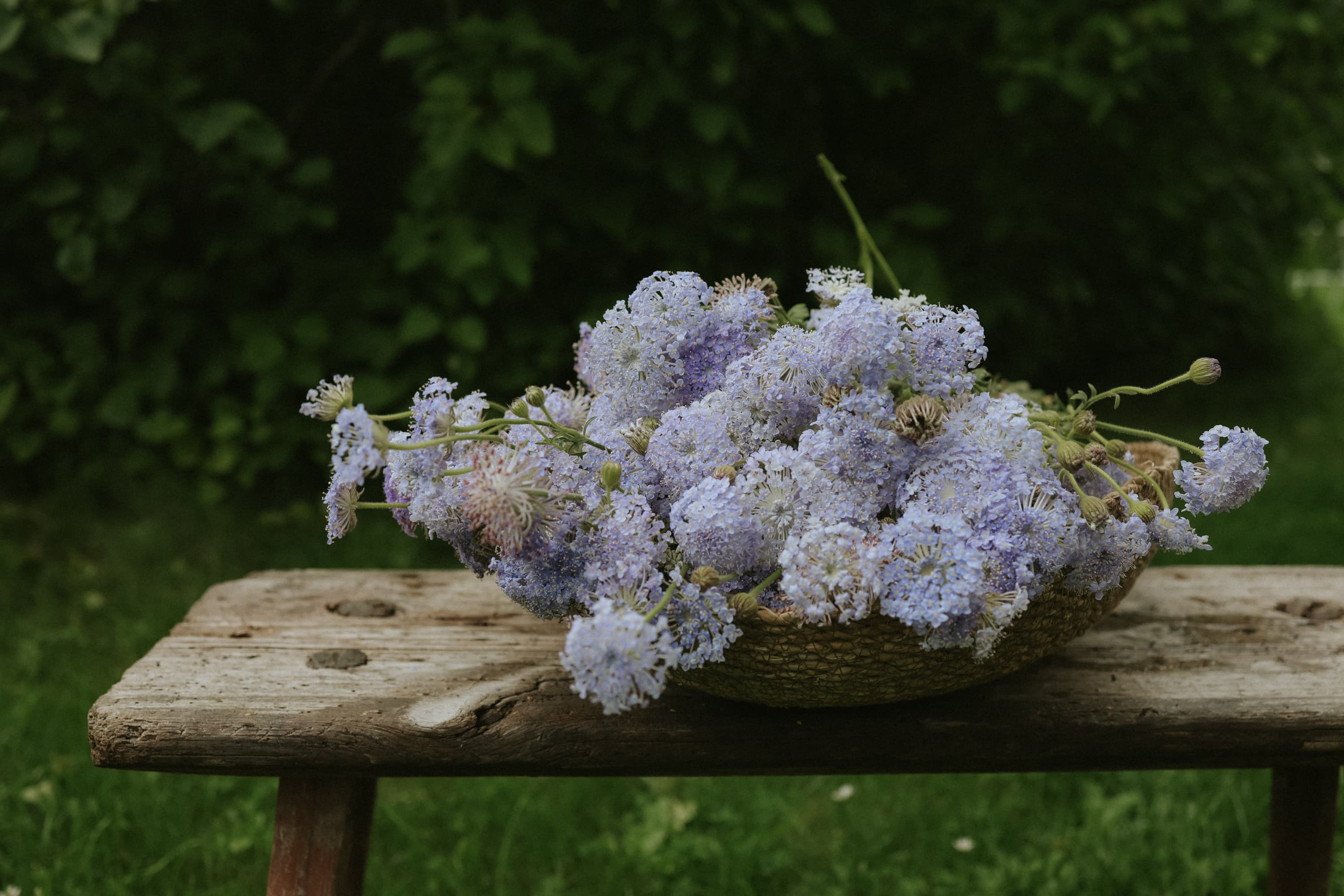 Kniplingsblomst