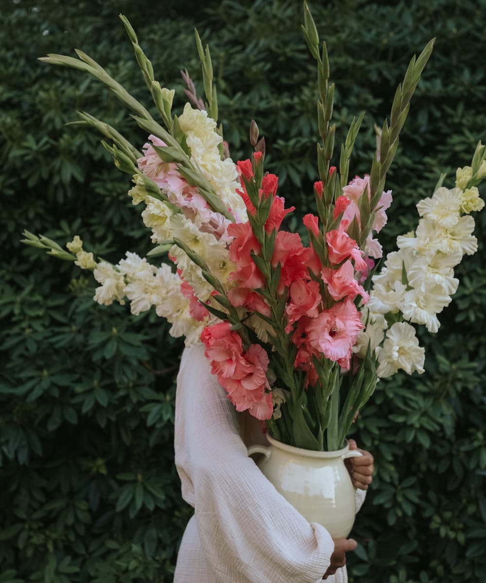 Grow Gladiolus