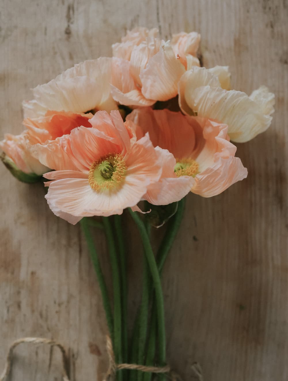 Grow Siberian Poppies