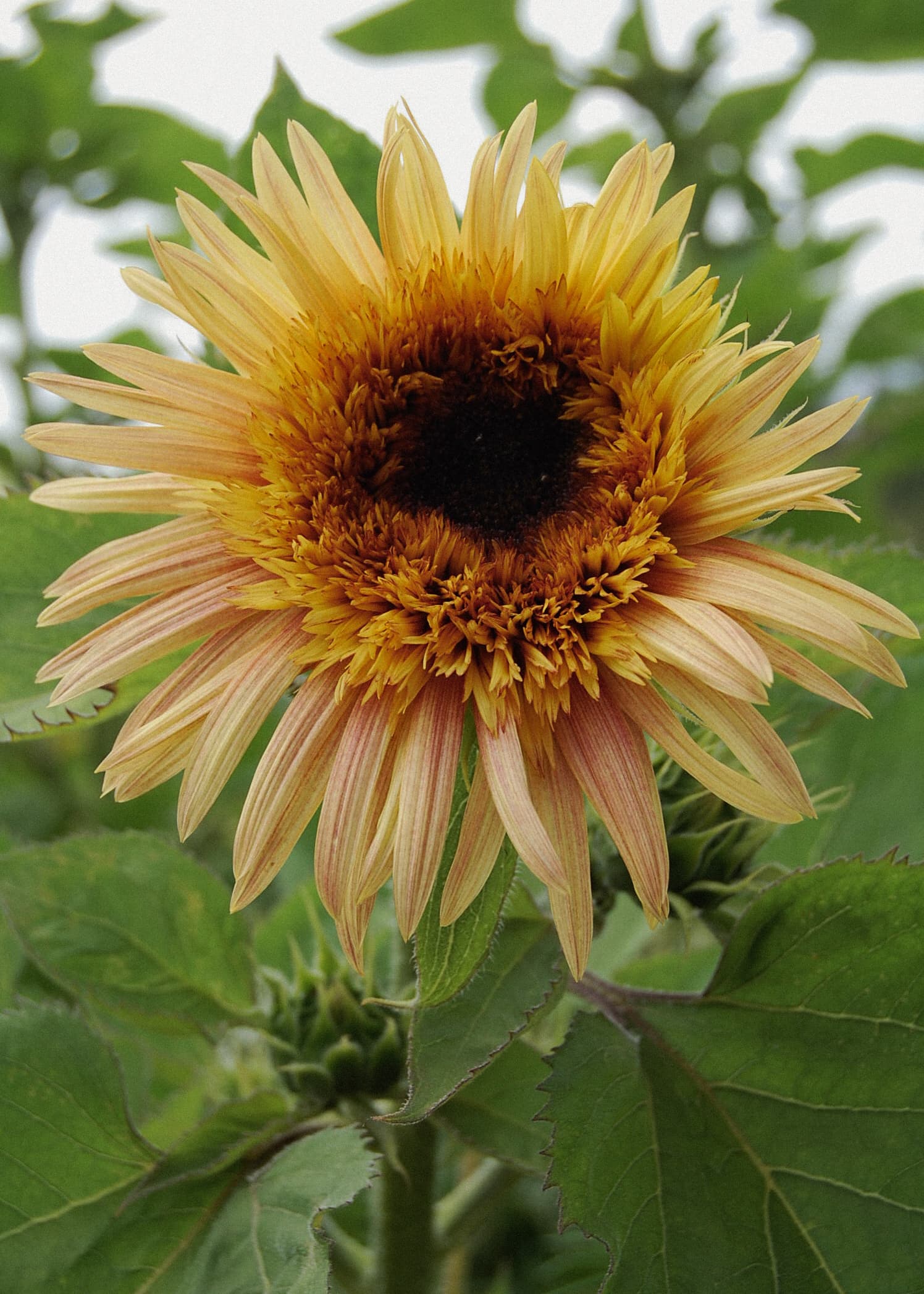 Varieties to grow in March