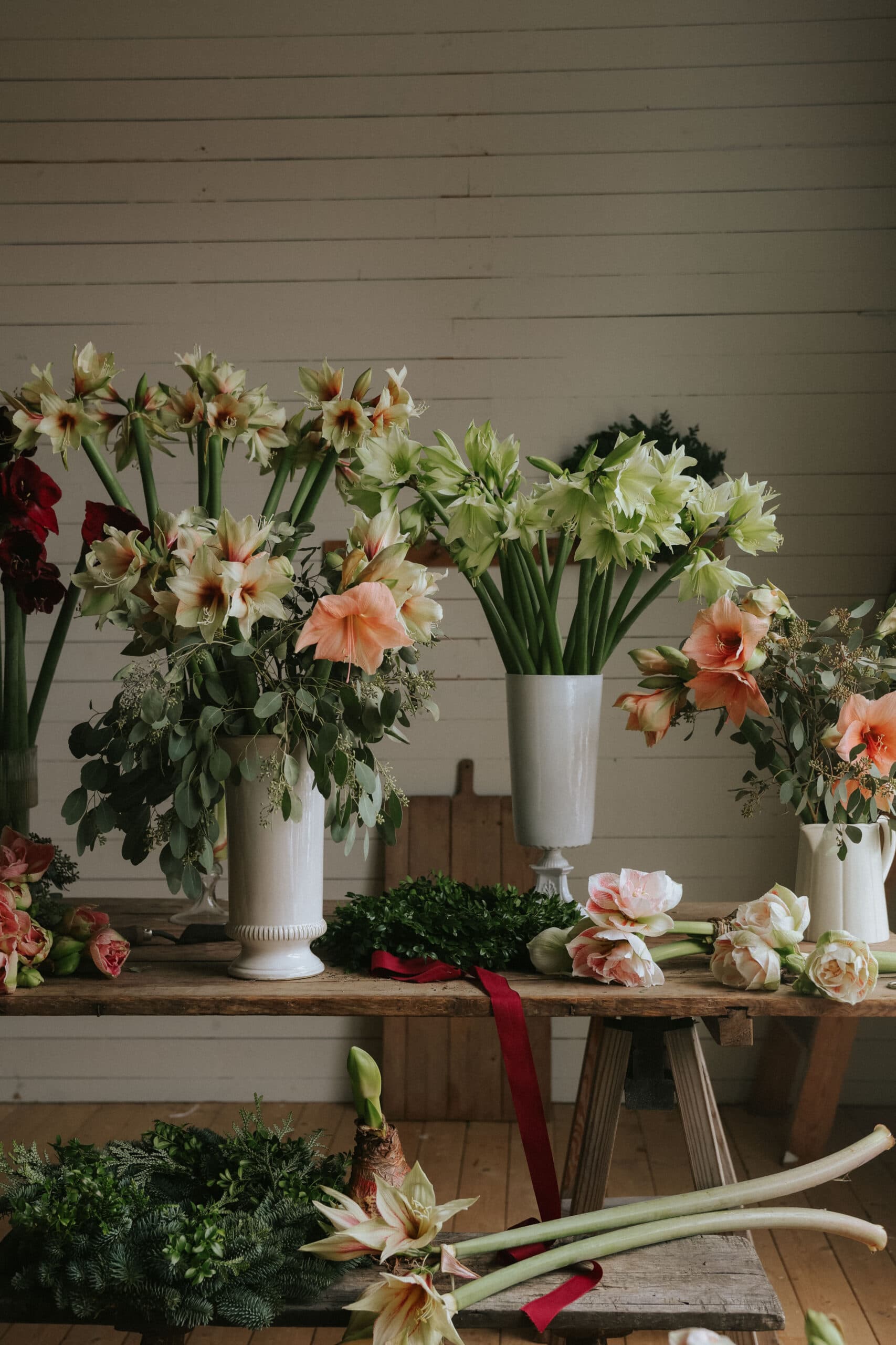 Amaryllis