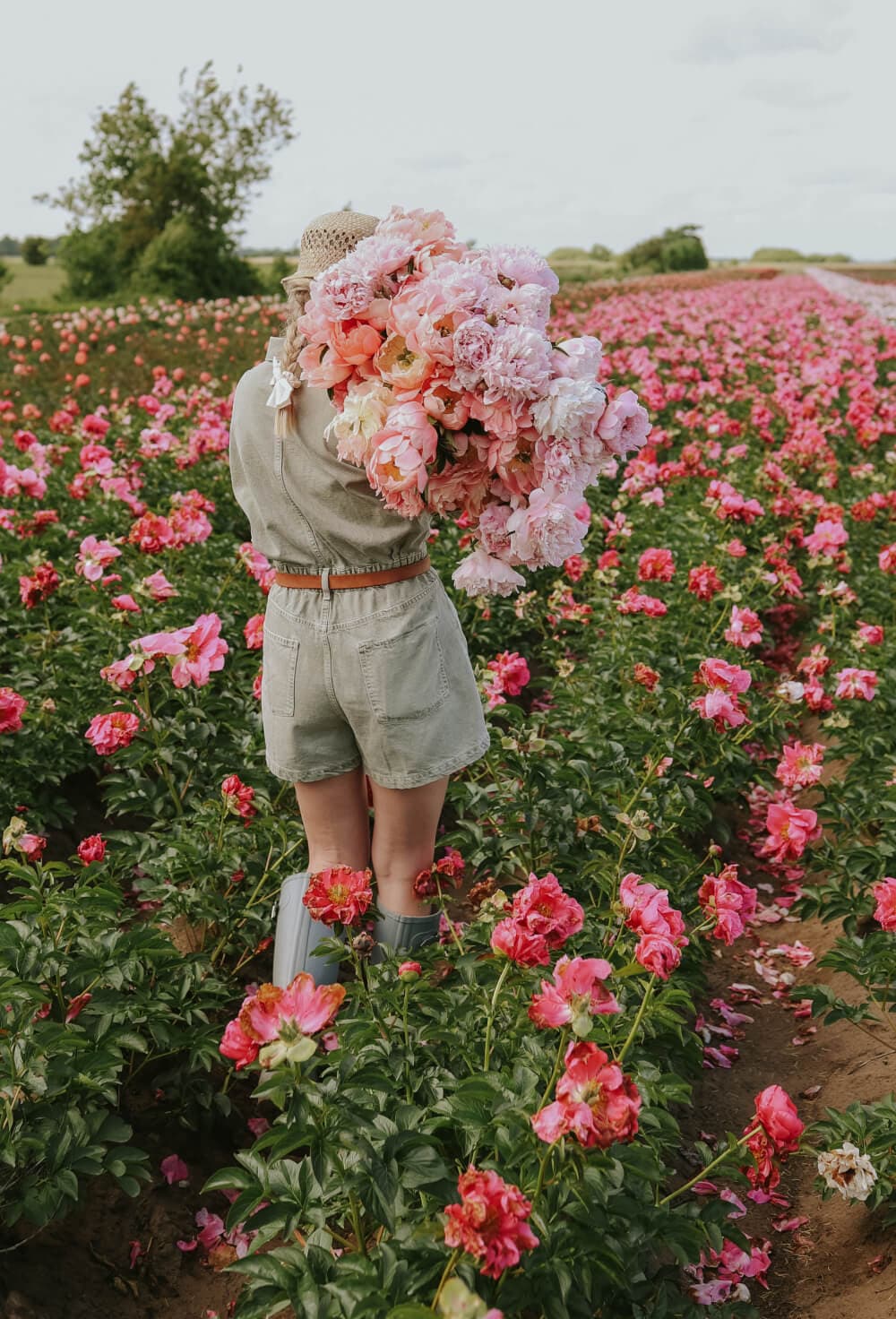 Peonies