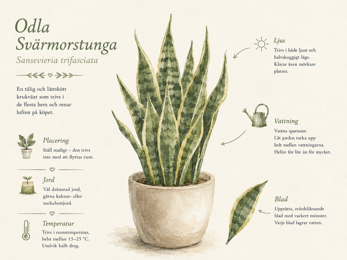 Odla svärmorstunga