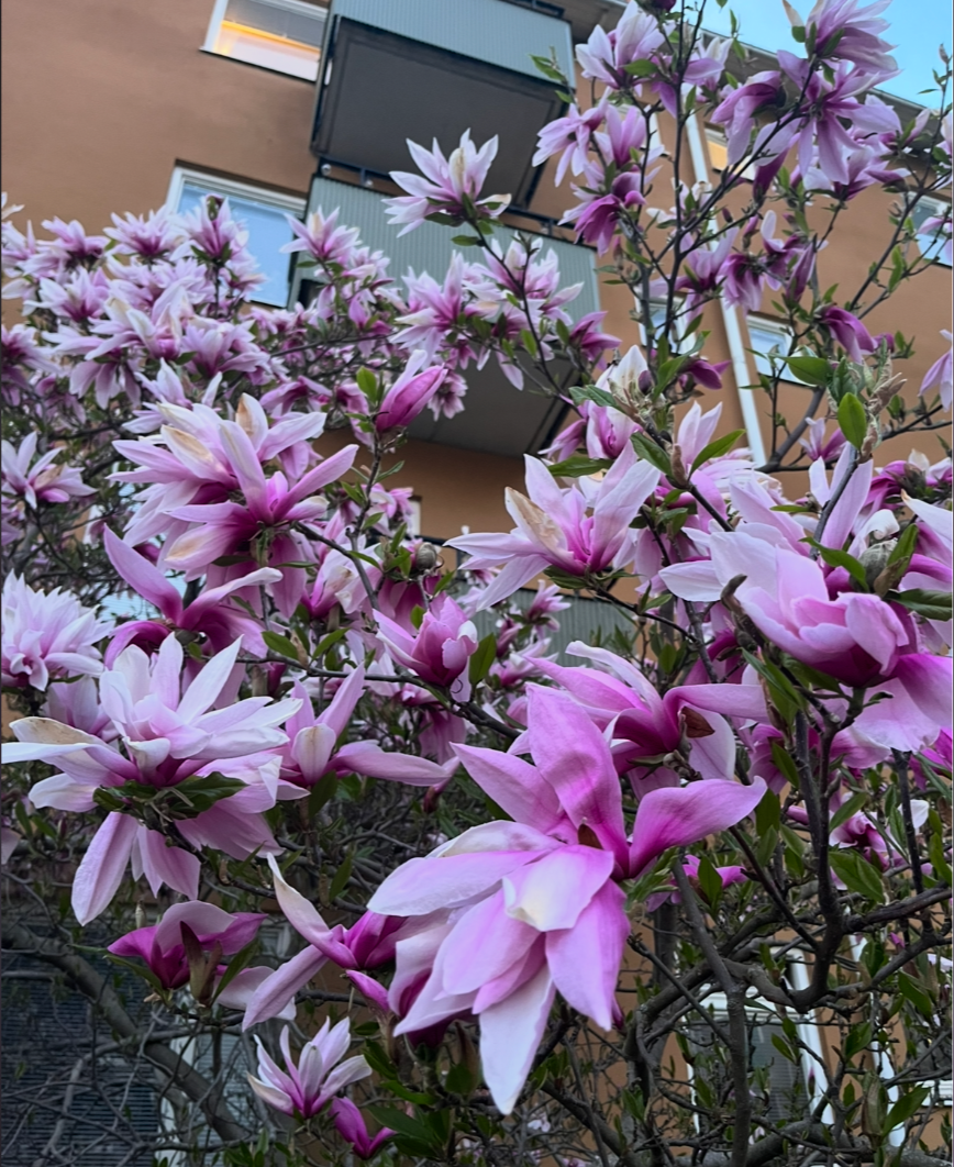 Magnolia