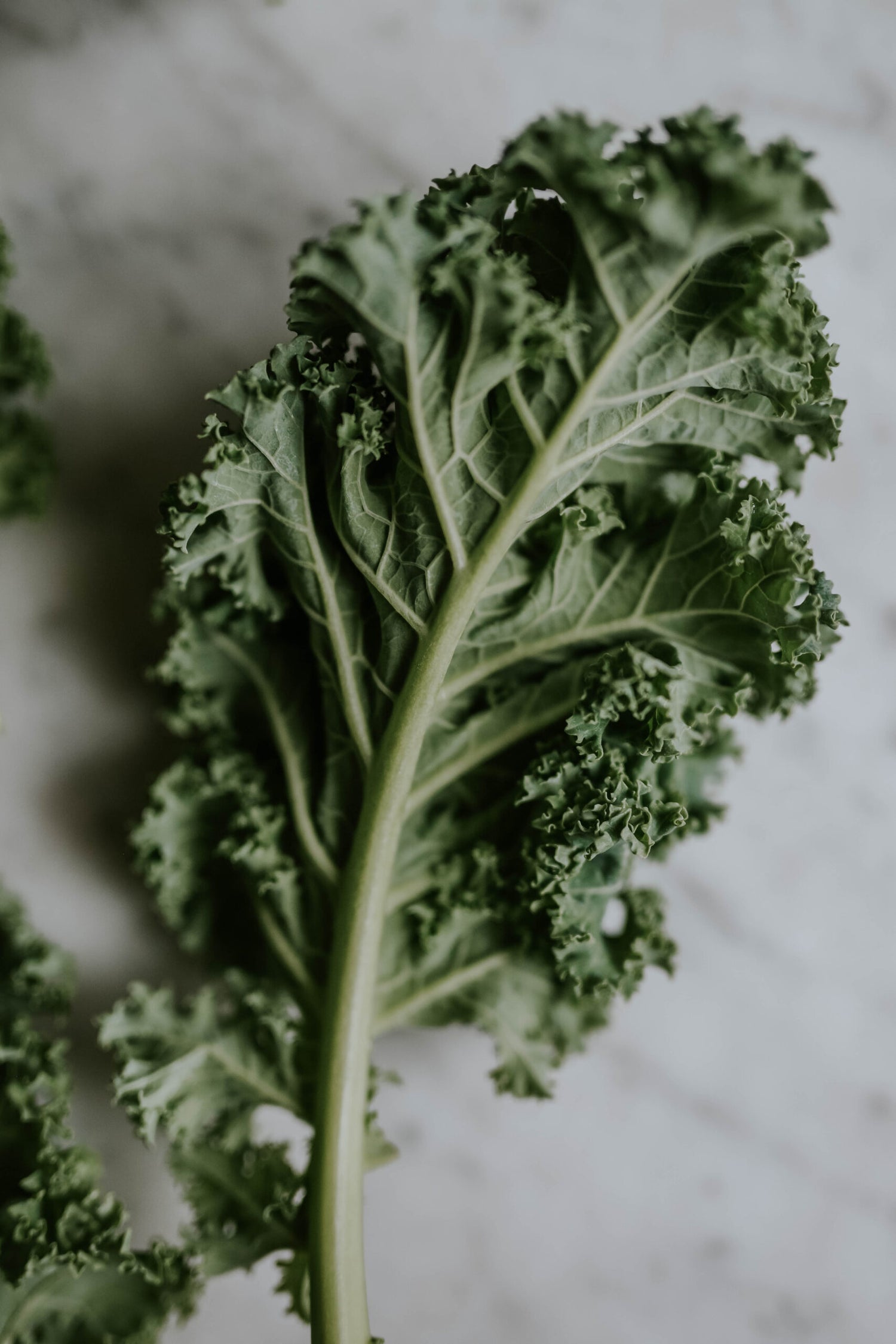 en grönkål ovanpå ett bord utav marmor|grönkål sprid ovanpå ett bord utav marmor|grönkål sprid ovanpå ett bord utav marmor|grönkål sprid ovanpå ett bord utav marmor|grönkål på en grå tallrik ovanpå ett bord utav marmor|