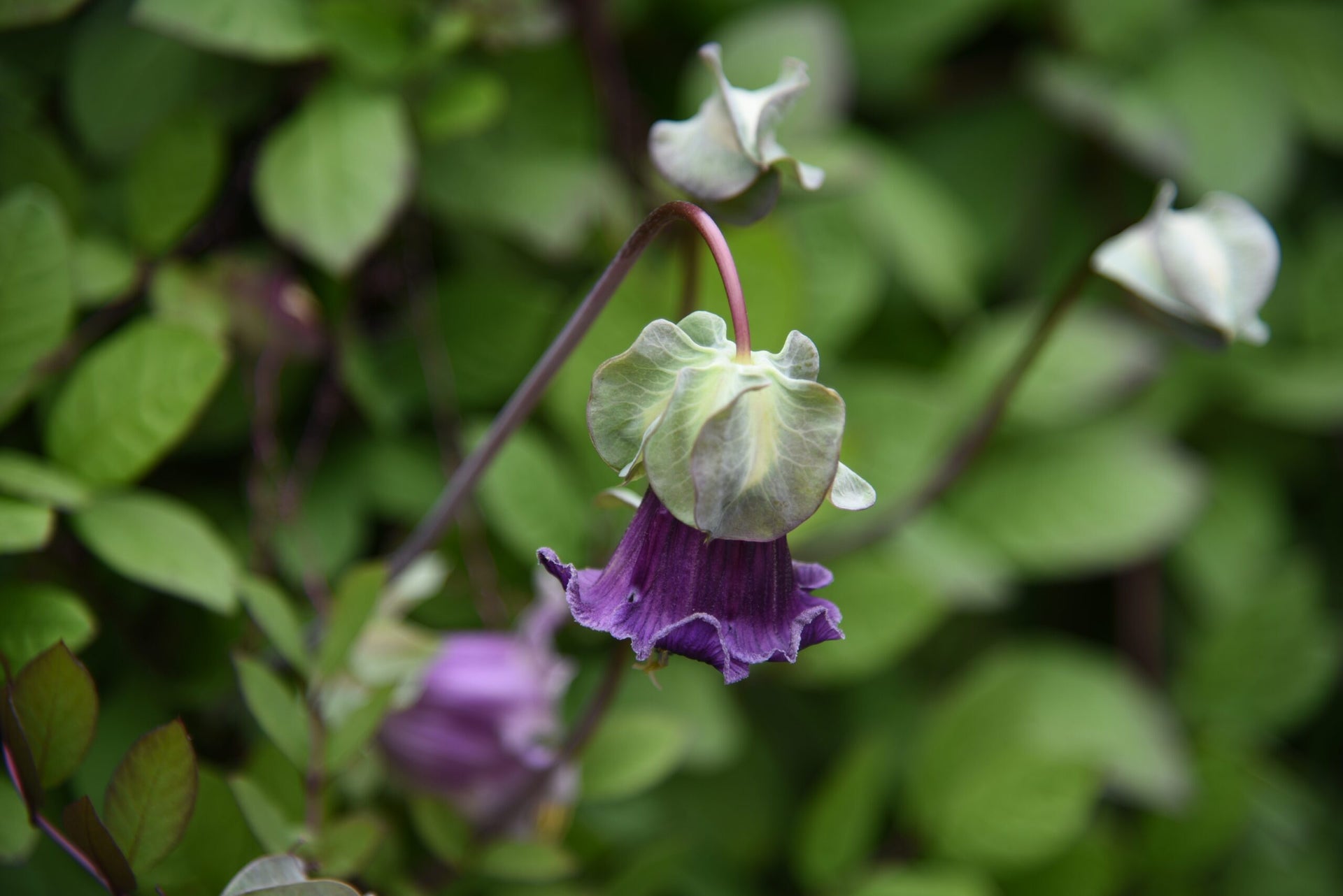 Learn to grow Cup & Saucer Vine - Gardening School  Florea Garden