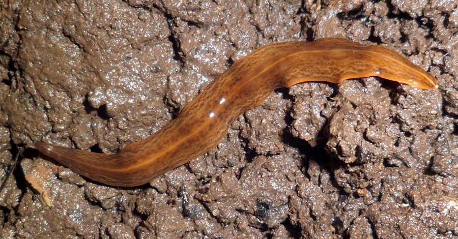 Lövplattmasken Obama nungara