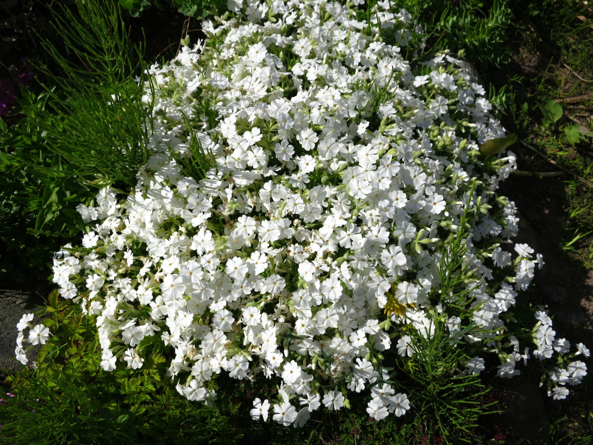 Set De Table Photo Original Plastifié - Fleurs De Phlox Gros Plan - Setablo