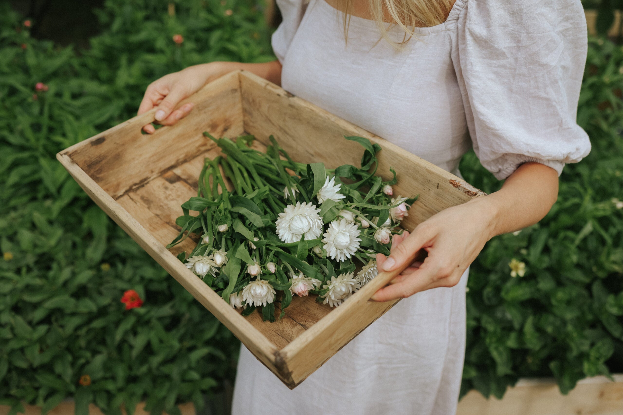 Fröer till Jätteeternell - köp blomfröer online – Florea Garden
