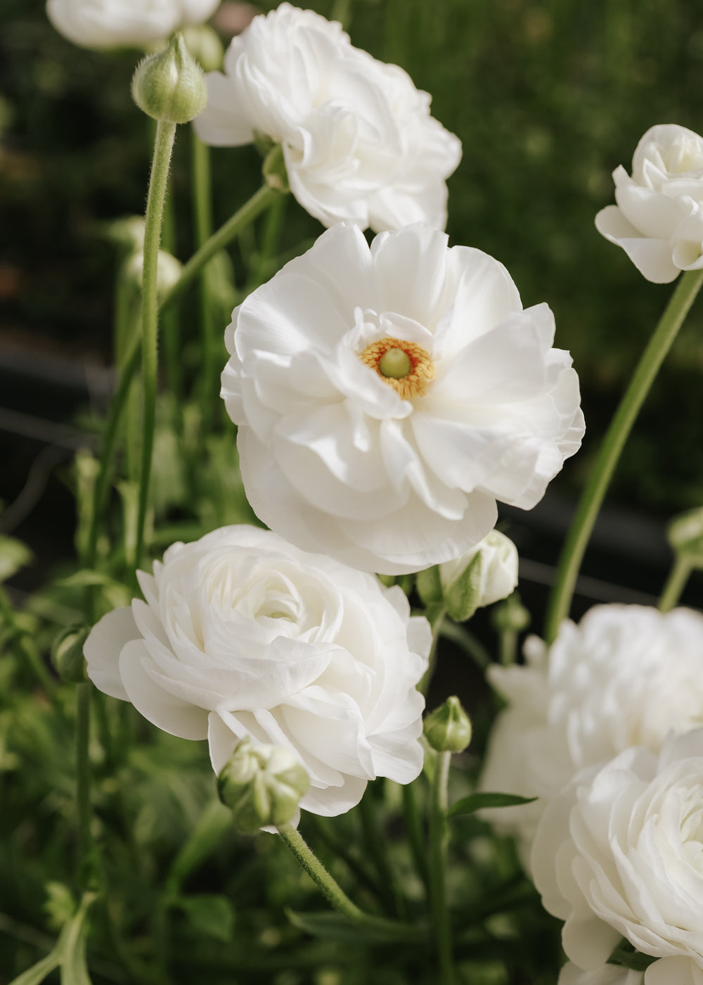 Ranunculus – Elegance Bianco