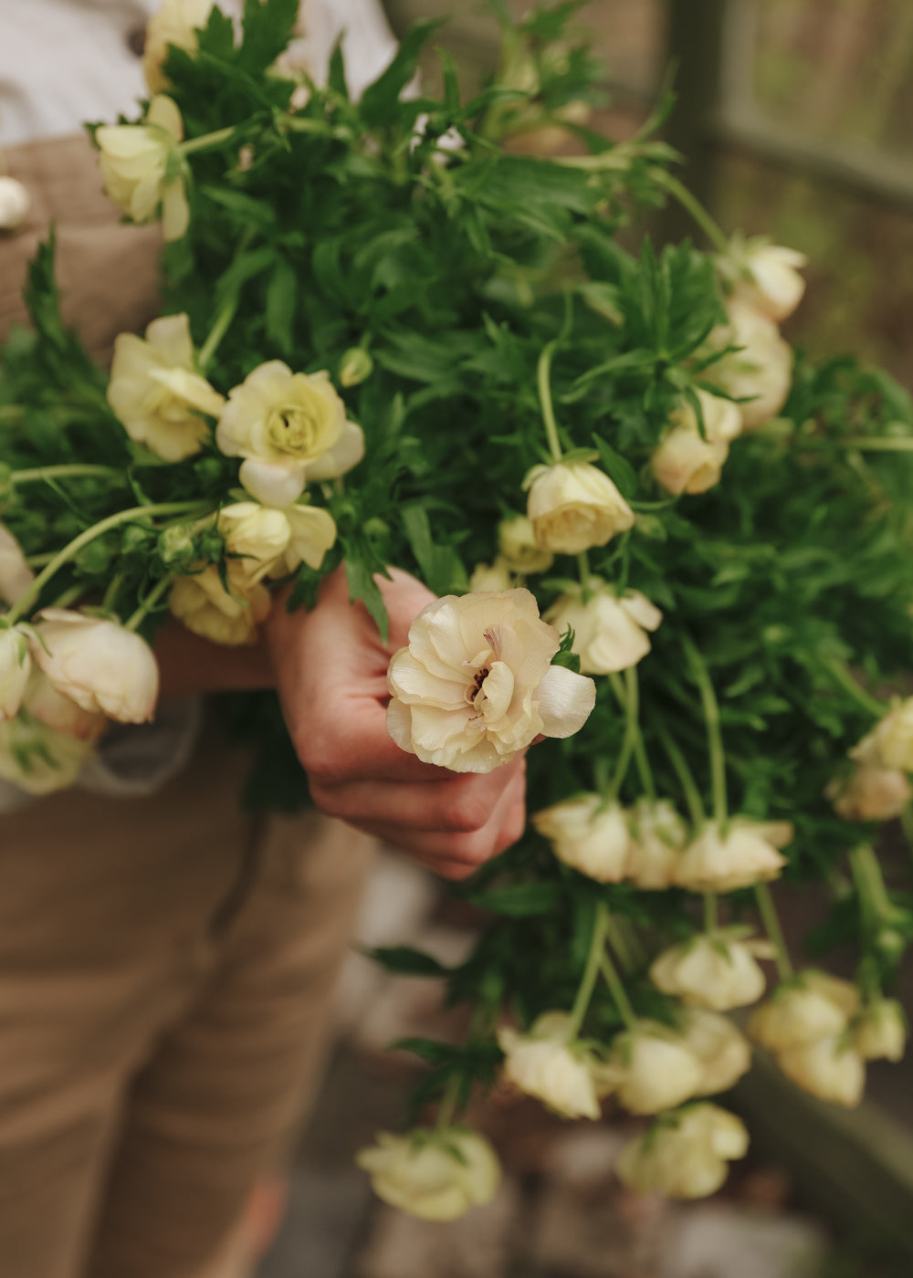 Butterfly Ranunculus – Hestia