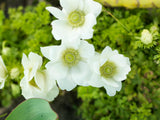 Anemone - The Bride