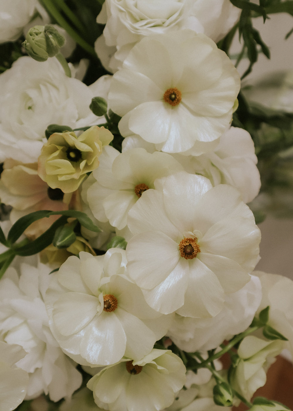 Butterfly Ranunculus – Graces Promo