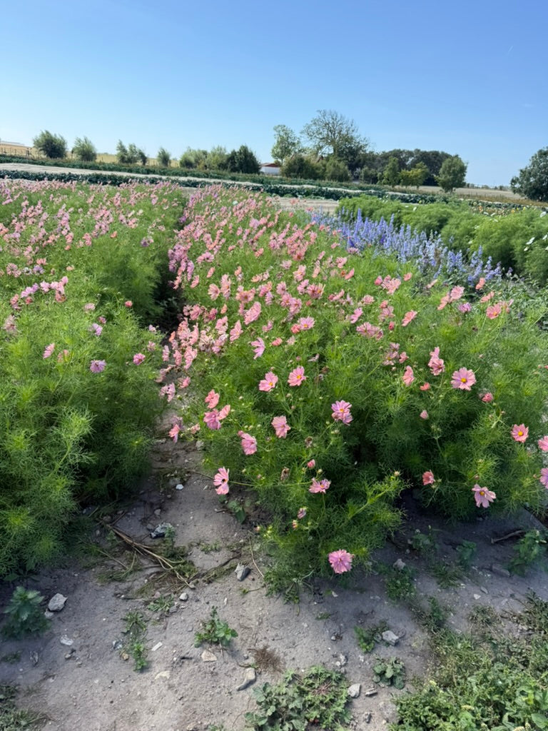Rosenskära - Apricotta