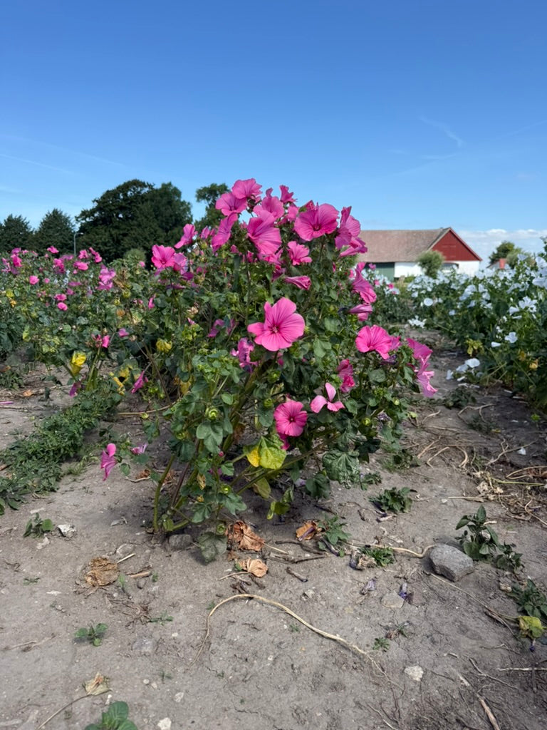 Mallow - Loveliness Rose Pink ECO
