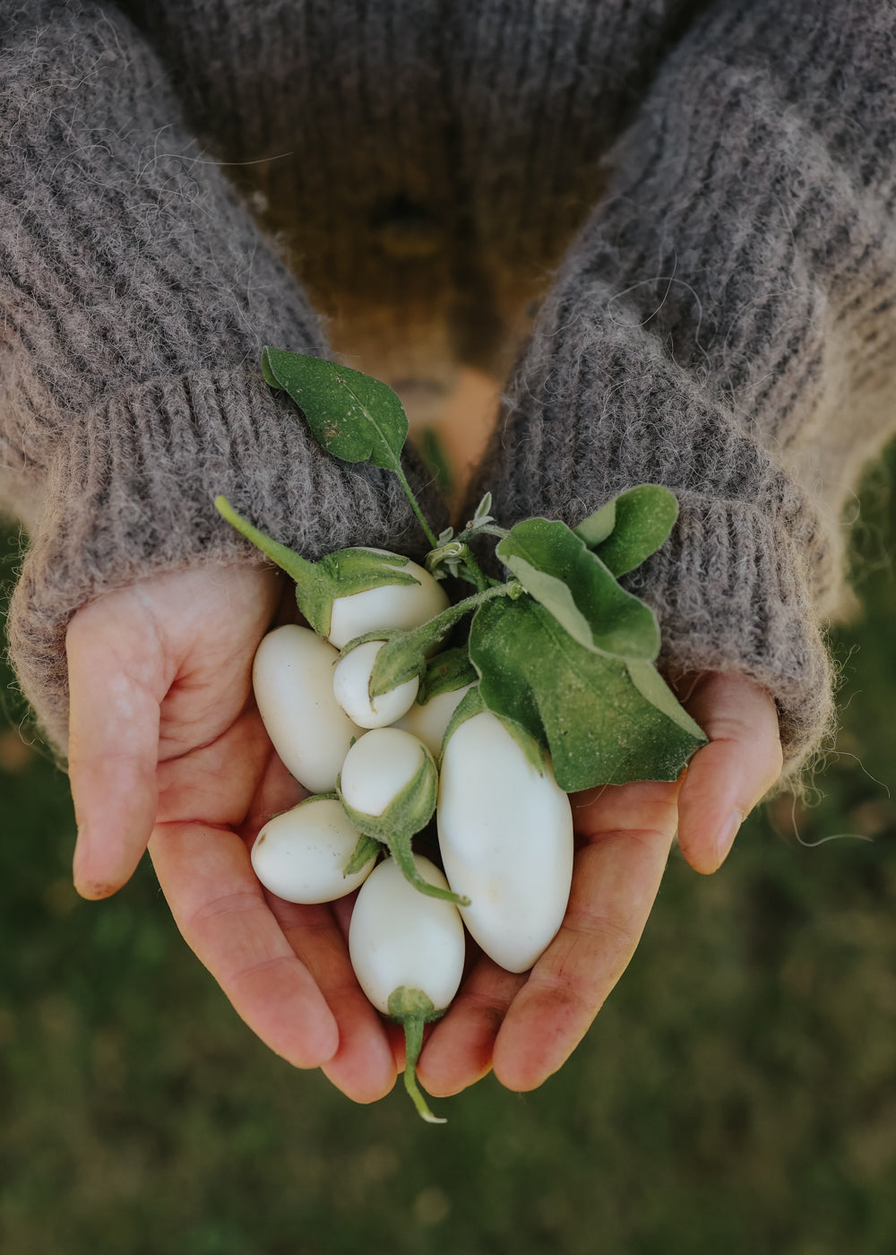 Aubergine - White Egg