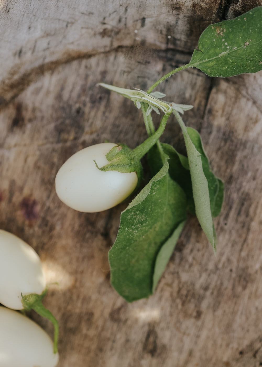 Aubergine - White Egg