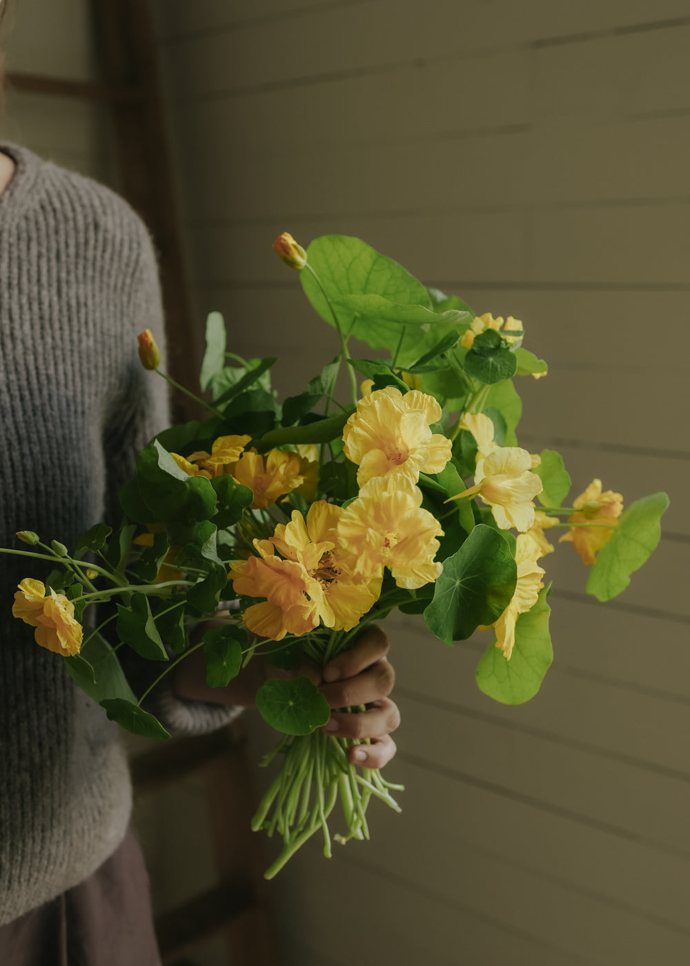 Nasturtium - Whirlybird Cream