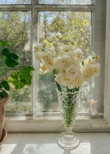 Narcis - Cheerfulness