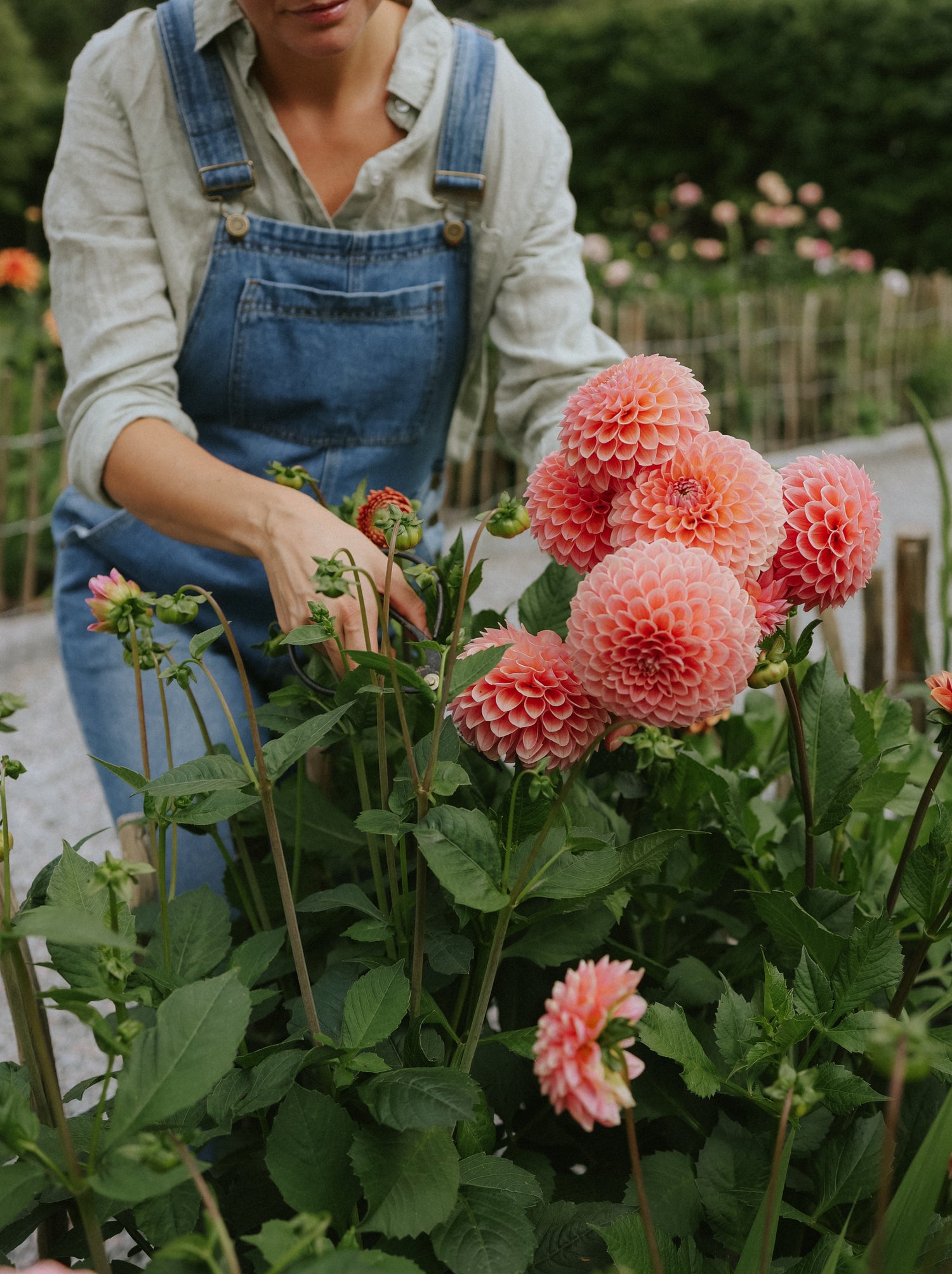 Odla Dahlior – Inspiration och workshop